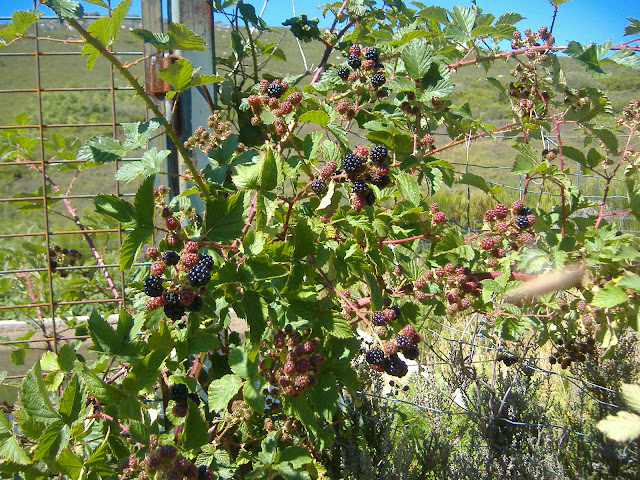 Moras en la zarza