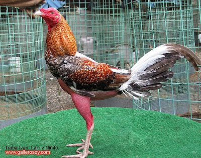 DE GALLOS Y CABALLOS