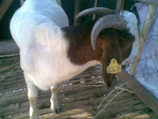 Boer buck named JUMPER