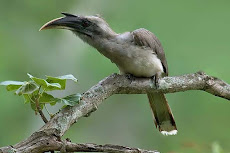 Indian Grey Hornbill