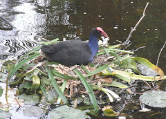 Purple Swamphen