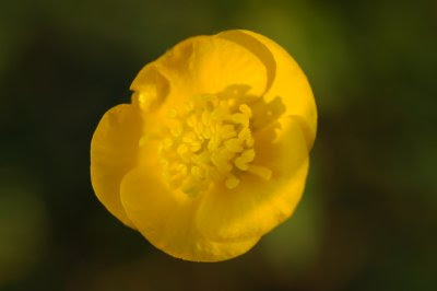 Buttercup unfolding its anthers