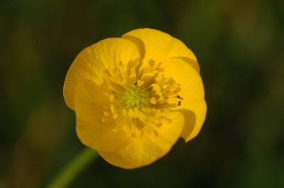 Buttercup with beetles