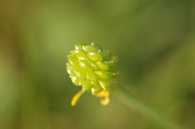 Buttercup ovaries after the petals have gone