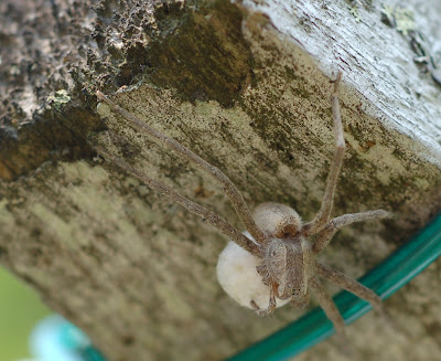 Spider with egg
case