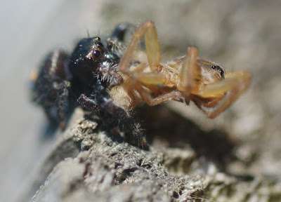 Salticid spider eating another spider