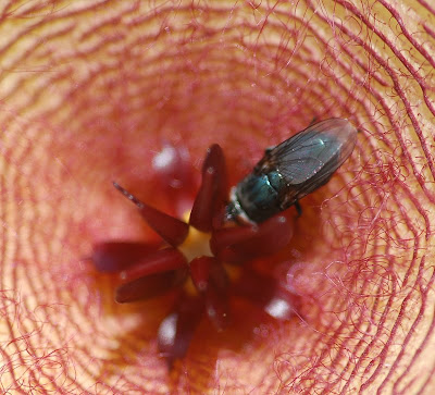 Calliphorid fly on Stapelia blossom