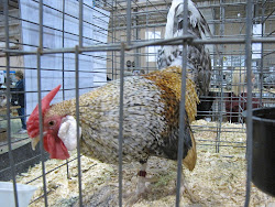 poultry national drivel ohio coop columbus glimpse noise shared hope got last