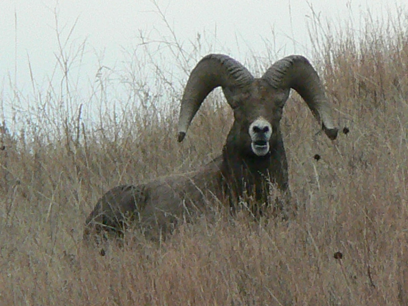 Coloured Rails & Polar Bears North Dakota Roosevelt NP 68 November 2010
