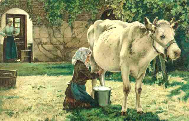 Paisajes con vacas, cabras y ovejas.Industrias lácteas: mujer ordeñando