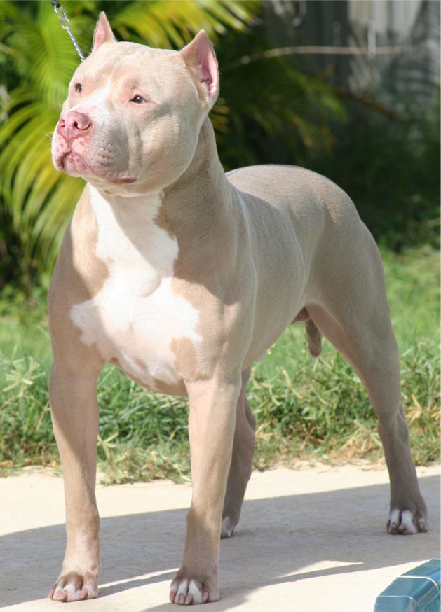 Dog Site: Dog Breeds - American Pit Bull Terrier