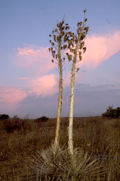 Flora de Baja California Norte