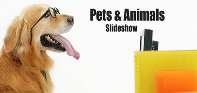 Pets & Animals Slideshow