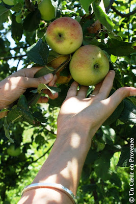 Apples of the organic vegetable garden of La Chassagnette