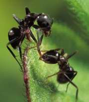 Teoria sobre les formigues invisibles - Artur Ramon Art