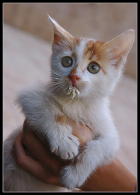 red%2Bpawed%2Bcat.jpg