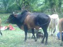 lembu pertama hasil dunia enterprise