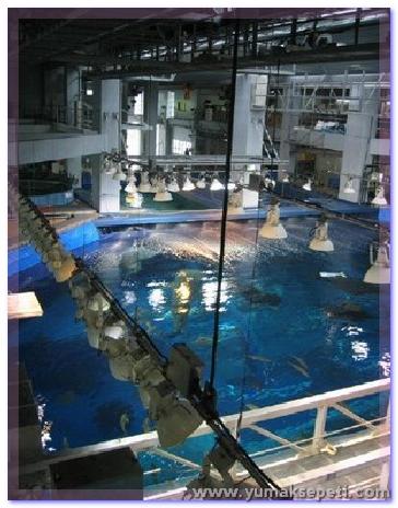 [okinawa_churaumi_aquarium_04.jpg]