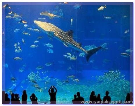 [okinawa_churaumi_aquarium_09.jpg]