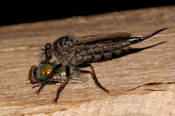 fly eat blowfly wildlife urban robber guide bristly captured smaller