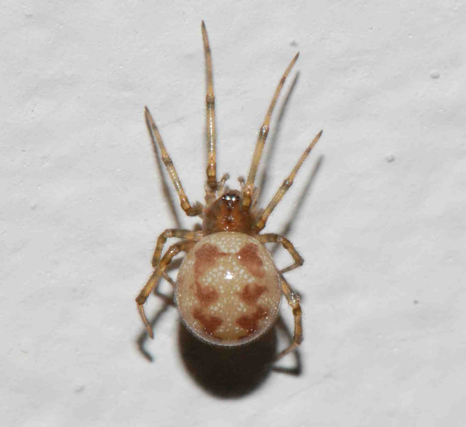 What is this spider I found in my basement? Never seen one like it ...