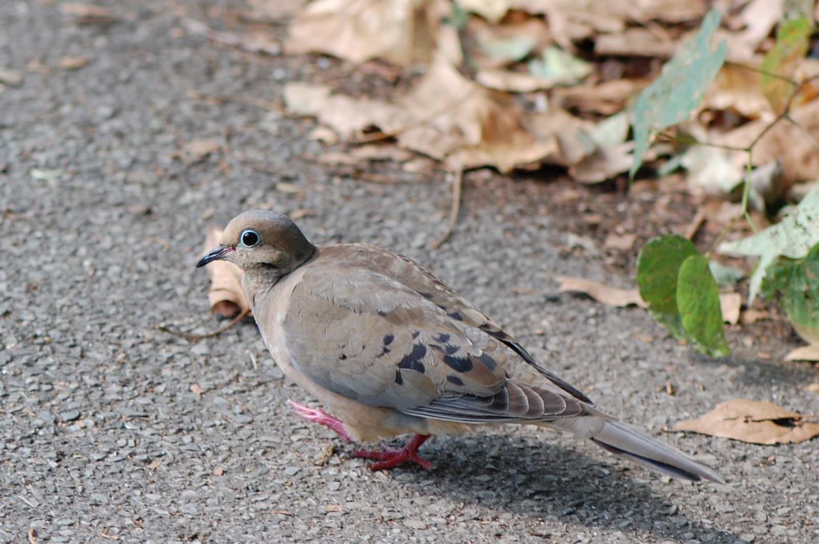 turtle doves figurines