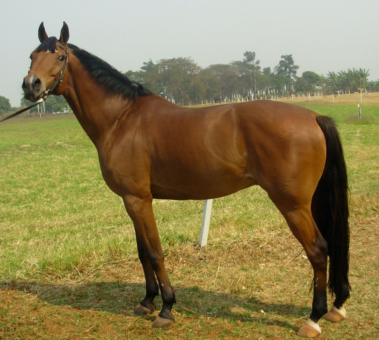 CAVALO ANGLO-ÁRABE  CAVALO ANGLO-ÁRABE