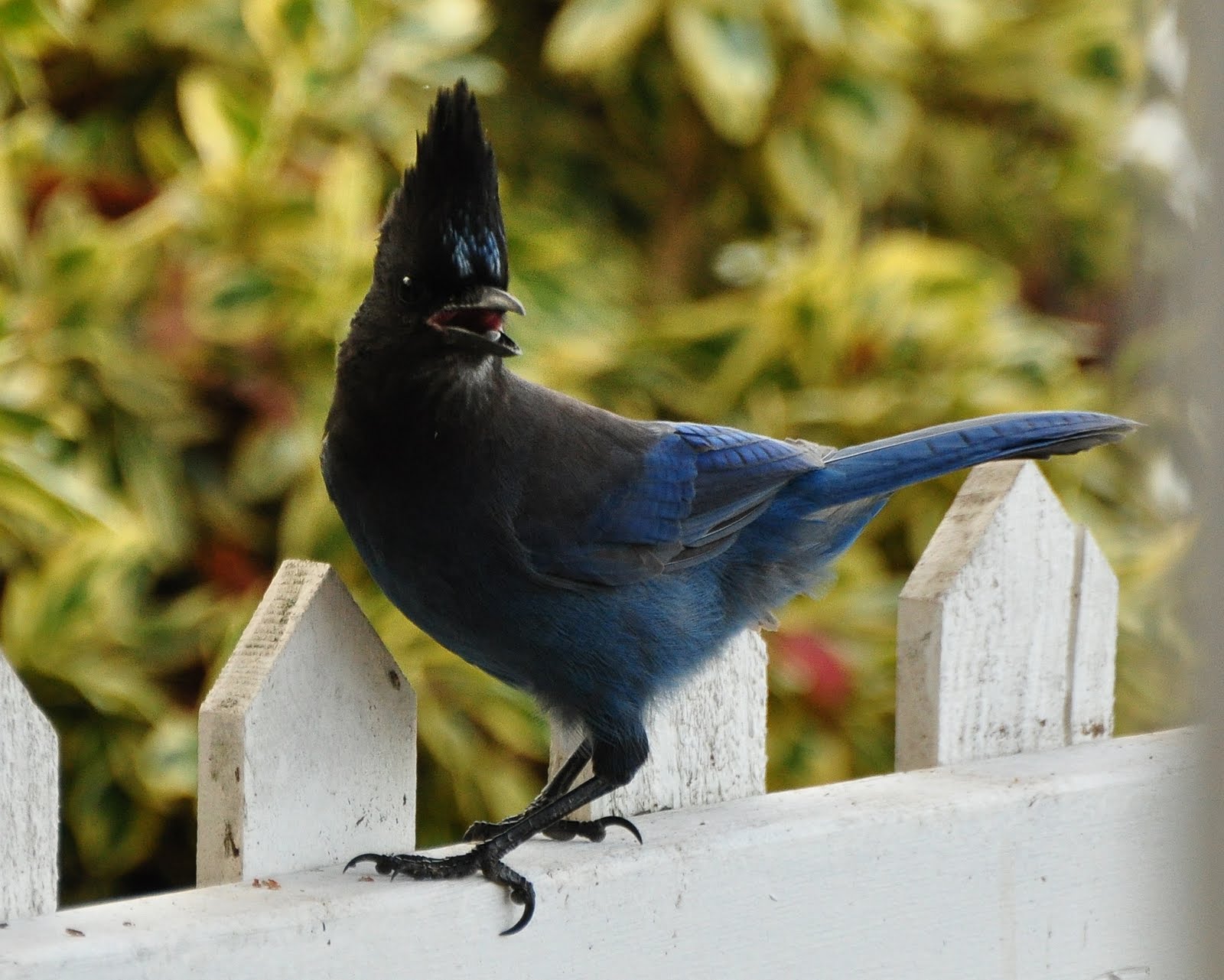 Ray Nash Images: Stellar Jay