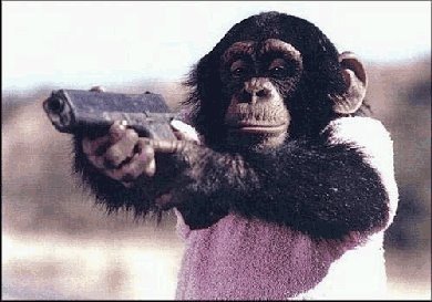 [monkey_glock.jpg]