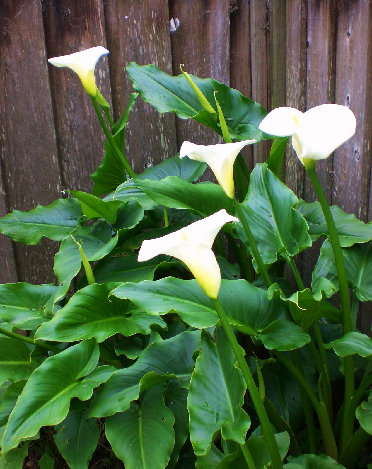 Moonrose Meanderings by Elizabeth Munroz Calla Lilies in My Garden