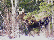 Moose back of house