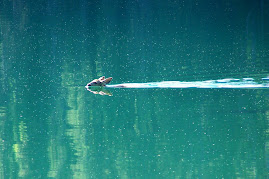 Fawn swimming across lake