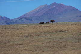 Eastern front buffalo