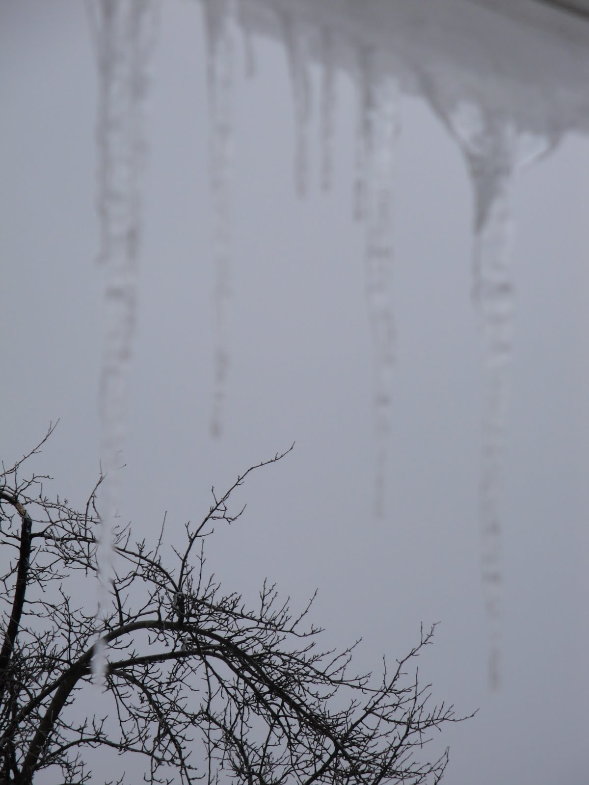 [icicles+002.JPG]