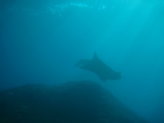 NAUTICA DIVE TEAM: Manta ray vs Mobula ray, Bali 08