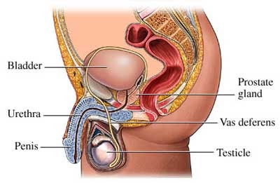 Adenom de prostata: cauze, simptome, complicatii, tratament | Bioclinica