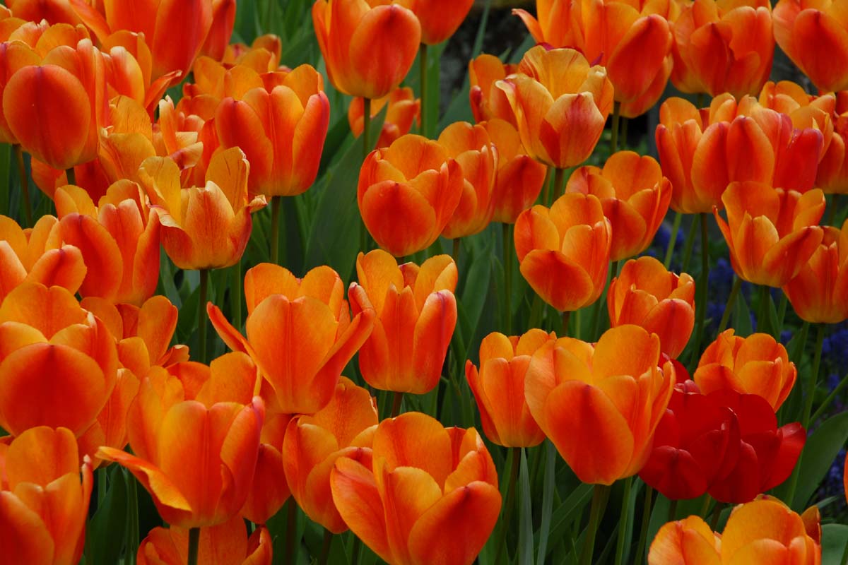 Free Beautiful Flower Desktop Wallpaper, Flower Desktop Wallpapers