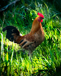 fitzgerald chicken festival ga wild alfie company photography question course cross age did why road