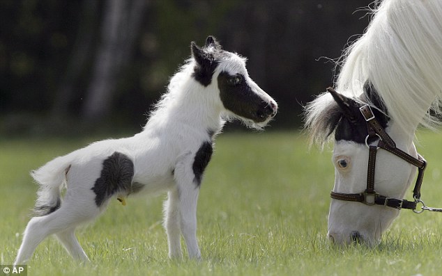 Gambarbaru Kumpulan Gambar Kuda Putih Terbaru Anak Berwarna Warna