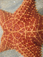 Monster Starfish
