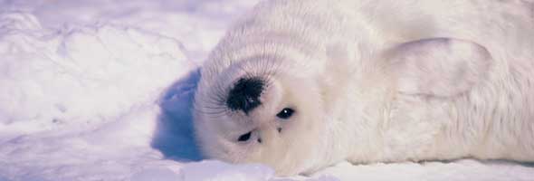 [foca+2.jpg]