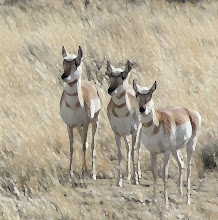 Antelope Trio by the Buffalo Bill Reservoir (oil paint style)