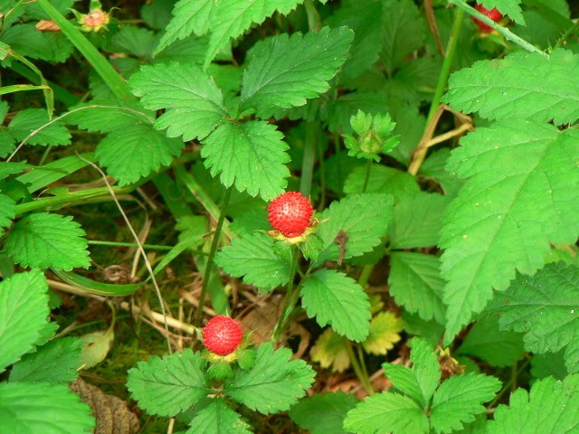 Laura's Blog: Wild Berries in the Pacific Northwest (Oregon Grape and ...