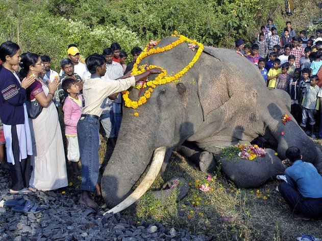 Cerimônia fúnebre de um elefante na Índia