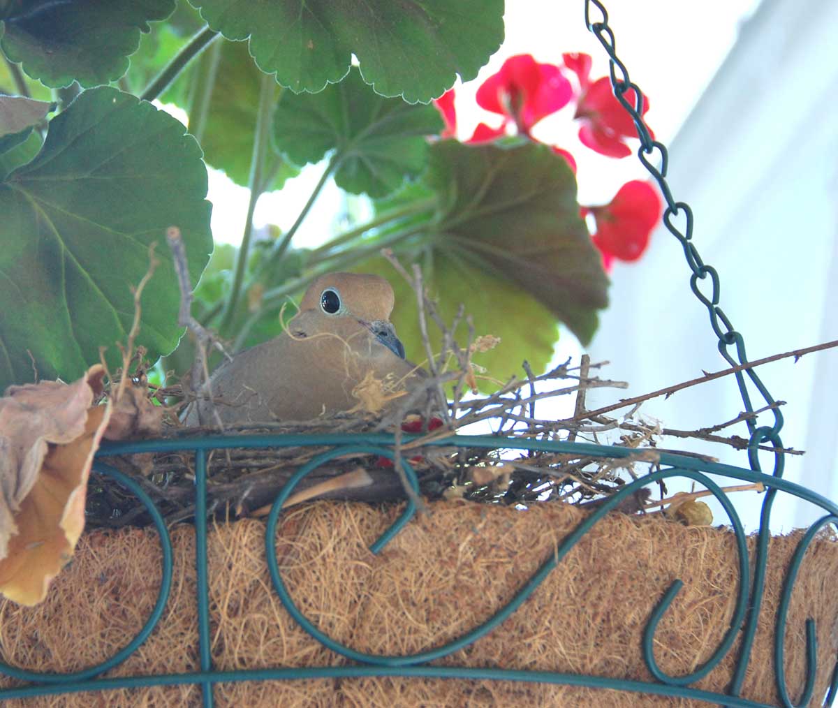 AnimalBytes Identifying A Bird Nesting in a Hanging Pot