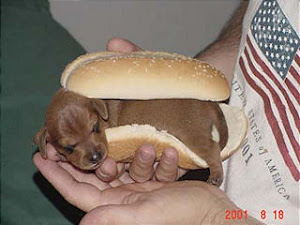 Hot Dog any one?