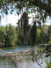 Spanish moss over the river