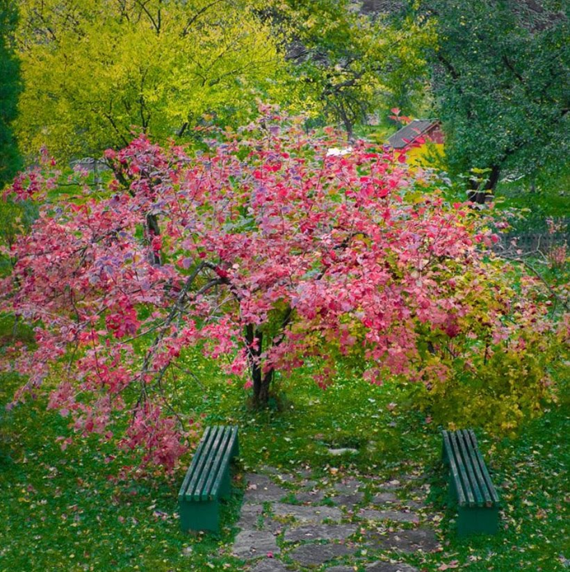 в моем саду все цветет. роза гарден плетистая. рододендрон азалия в ландшафтном. яблоневый сад в ботаническом саду. весна в саду.