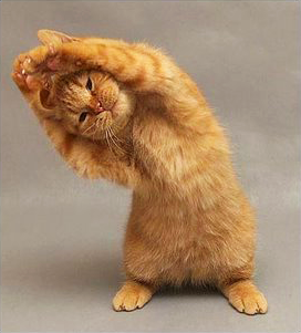 yoga_gatos2.png