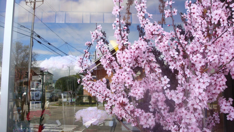 Cherry Blossoms